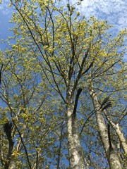 numerous trees in the springtime