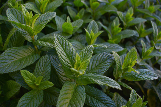 menthe