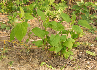 Hydrangea with new growths in spring, large leaves