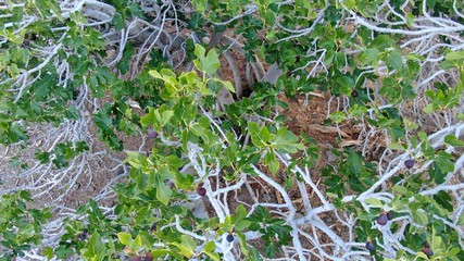 wild animal in the grass