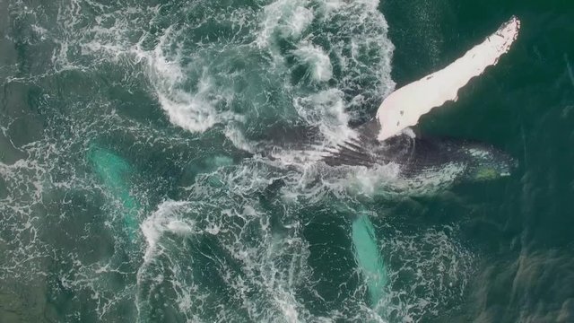 Humpback Whale Watching off Isla Conadora, Las Perlas Panama Aerial View