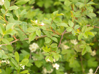 Dog rose growing in the nature into the wild