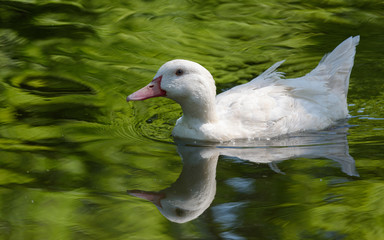 Allier White Duck swimming in a lake reflecting a nice green background.