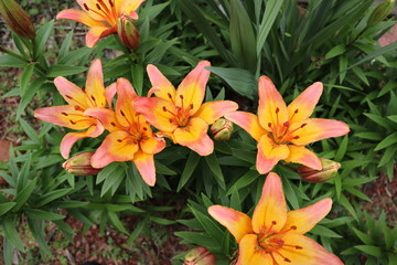 orange tiger lilies