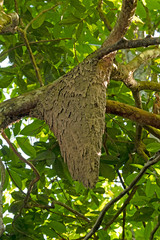 Termite Nest in a Rainforest Tree