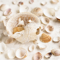 Different sea shells on light background, selective focus, summer vacation concept