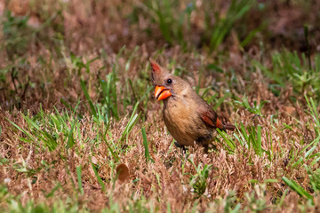 northern cardinal in the grass