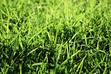 Stunning lush green grass backlit by the sun