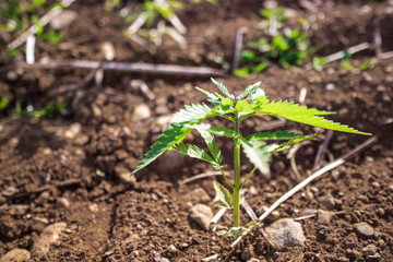 Single young cannabis hemp plant growing growing from dirt moving in wind with sun shining. Slow motion, tilt movement