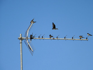 Hirondelle sur antenne © CenedraBarak