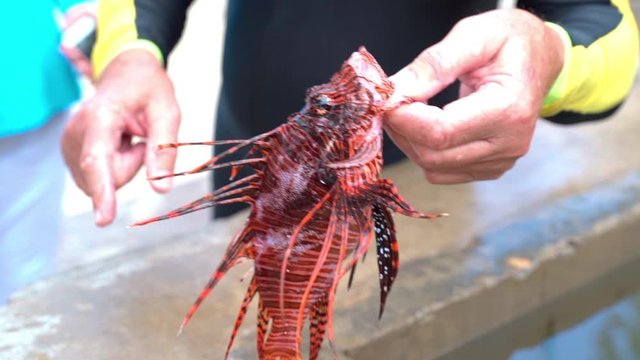 Fisherman holding dead Lionfish on trough, man with Pterois at beach - Montego Bay, Jamaica
