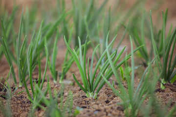 Onions sprout in early spring in the garden . young green onions