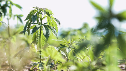 Young cannabis hemp plants growing in the farm field and moving in wind with sun shining.