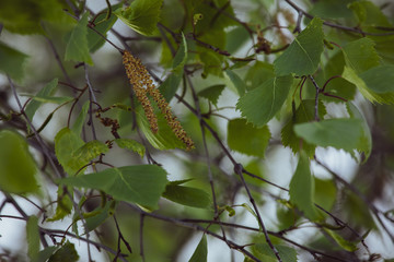 Naklejka premium Young spring birch leaves, buds with branches in the evening light, selective focus. Space for text. Spring background