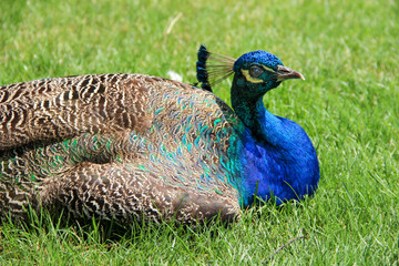 Fototapeta premium Closeup of an adult male peafowl