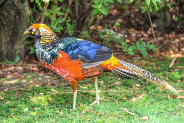 Male golden pheasant (Chrysolophus pictus)