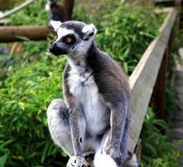 Lemur