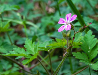 Pink flower on a background of greenery