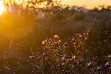 Fototapeta na wymiar Thistles with their pretty purple flowers illuminated by the light of the golden hour