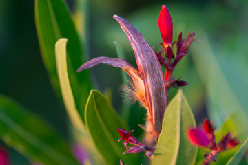 Oleander detail at sunset with green leaves, red flower buds and open seed capsule