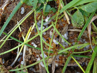 Fourmis rouges