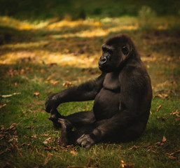 Gorilla