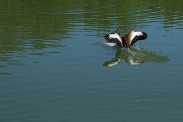 Black Bellied Whistling Duck_5375