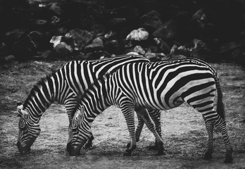 Fototapeta na wymiar Zebras - black and white