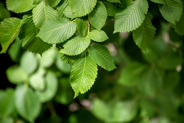 spring forest - fresh leaves and sun rays