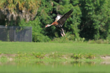 Black Bellied Whistling Duck_5463