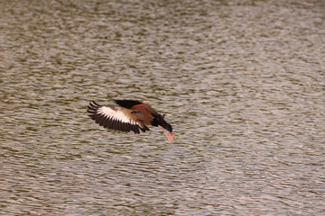 Black Bellied Whistling Duck_6017