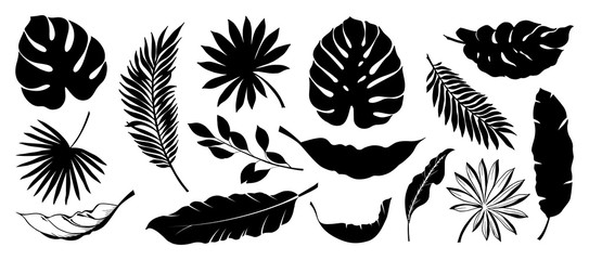 Set of Tropical leaves. Collection black leaves palm, fan palm, banana leaves. Nature leaves collection. Vector illustration. - obrazy, fototapety, plakaty