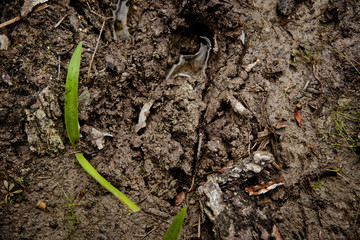 Green plants growing from the flooded mud, Kaan Luum, Mexico