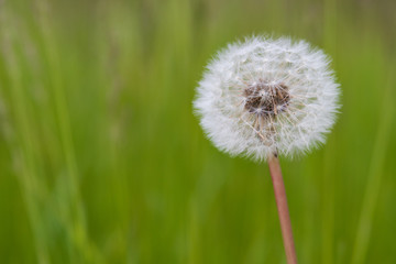Dandelion with  grass background