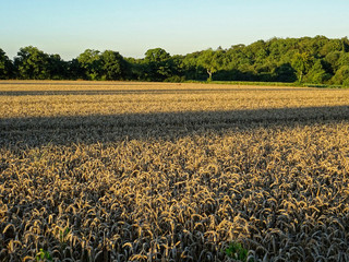Paysage de normandie