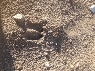 paw print