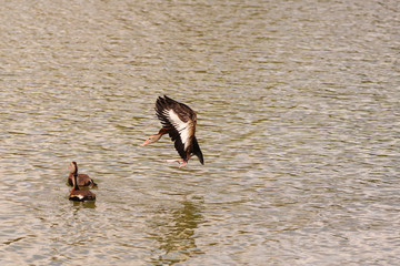 Black Bellied Whistling Duck_6009