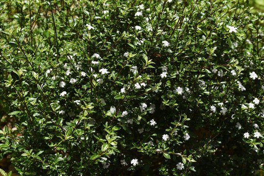 Serissa japonica (Tree of a thousand stars) flowers / Rubiaceae evergreen shrub.