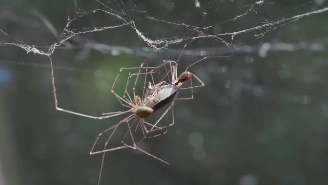 Three daddy long legs spiders or longbodied cellar spiders (Pholcus phalangioides) eating a Brown marmorated stink bug (Halyomorpha halys).