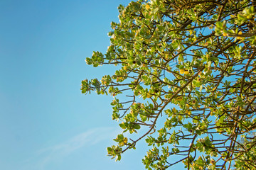 green leaves against blue sky