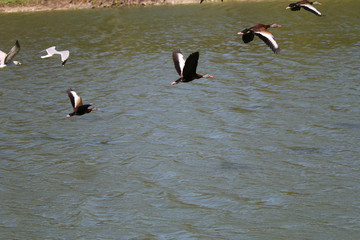 Black Bellied Whistling Duck_7812