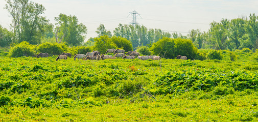 Horses and foals in a green pasture in sunlight at sunrise in a spring morning,  © Naj