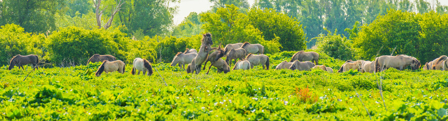 Horses and foals in a green pasture in sunlight at sunrise in a spring morning,  © Naj
