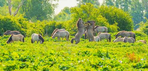 Horses and foals in a green pasture in sunlight at sunrise in a spring morning,  © Naj