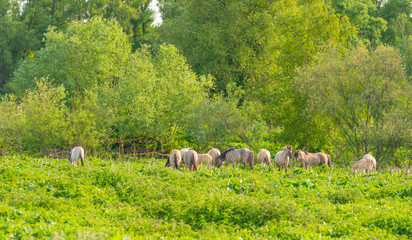 Horses and foals in a green pasture in sunlight at sunrise in a spring morning,  © Naj
