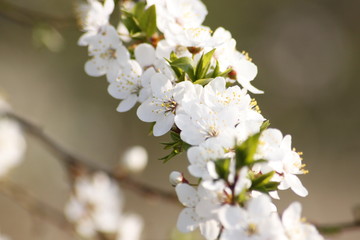 Obraz na płótnie Canvas Blossoming Apple Tree in the Spring