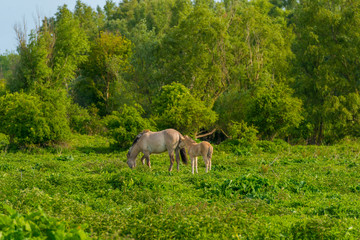 Horses and foals in a green pasture in sunlight at sunrise in a spring morning, 