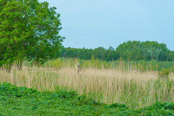 Cyclist biking through nature with lush trees below a blue sky in sunlight in spring