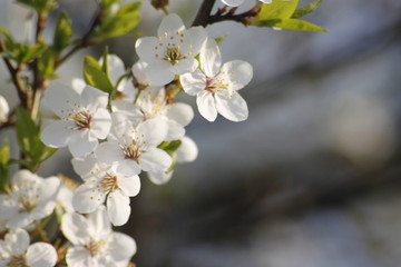 Blossoming Apple Tree in the Spring