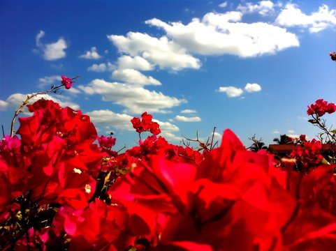 Red Flowers In Field
